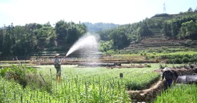 干ばつからチャノキの苗を守る　中国福建省福安市