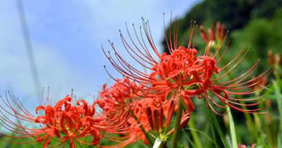 そよ風に揺れるヒガンバナ　秋の気配、真っ赤な花が田んぼに彩り