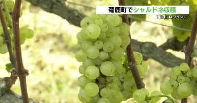 熊本県産ワインに　山鹿市でワイン用のブドウの収穫始まる