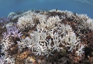 奄美近海、サンゴ白化広がる　海水温上昇、9月本格調査