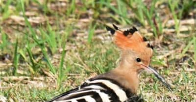 旅鳥ヤツガシラ 珍しく夏に飛来　頭に扇状の飾り羽　奄美大島