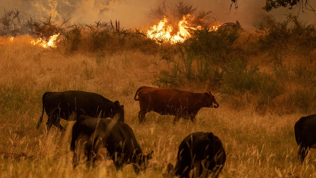 急増する山火事の煙が、動物の生態にも甚大な影響を及ぼしている：研究結果