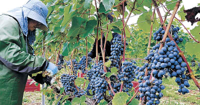 能登ワイン醸造開始　ブドウ収穫、上々の出来