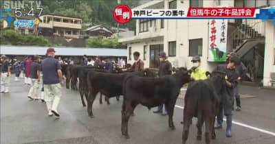 神戸ビーフの素牛　但馬牛の子牛品評会　品質向上へ