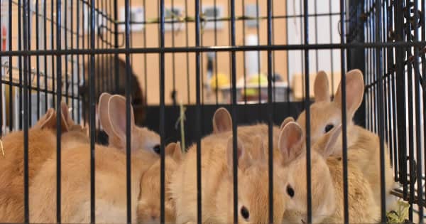 多頭飼育崩壊、ウサギの譲渡続々決まる「大切に育てたい」　神奈川県動物愛護センター