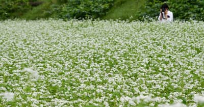 ソバの名所、白色じゅうたん　岐阜・高山市で花見頃