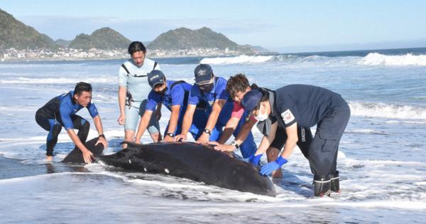 サメに襲われ?小型クジラ漂着、浜で力尽きる　千葉・鴨川の海岸