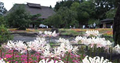 白いマンジュシャゲが満開　福島県二本松市の安達ケ原ふるさと村