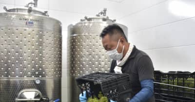 ワイン醸造で初仕込み作業　茨城・常陸太田　ブドウ産地活性化目指す