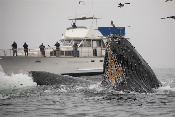 カリフォルニアで人気者の巨大ザトウクジラが船と衝突して死亡