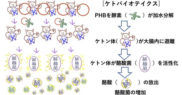 生分解性プラスチックに酪酸菌優位の腸内細菌叢を誘導する可能性、工科大が証明