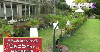 世界の激辛トウガラシ栽培展示　京都府宇治市植物公園