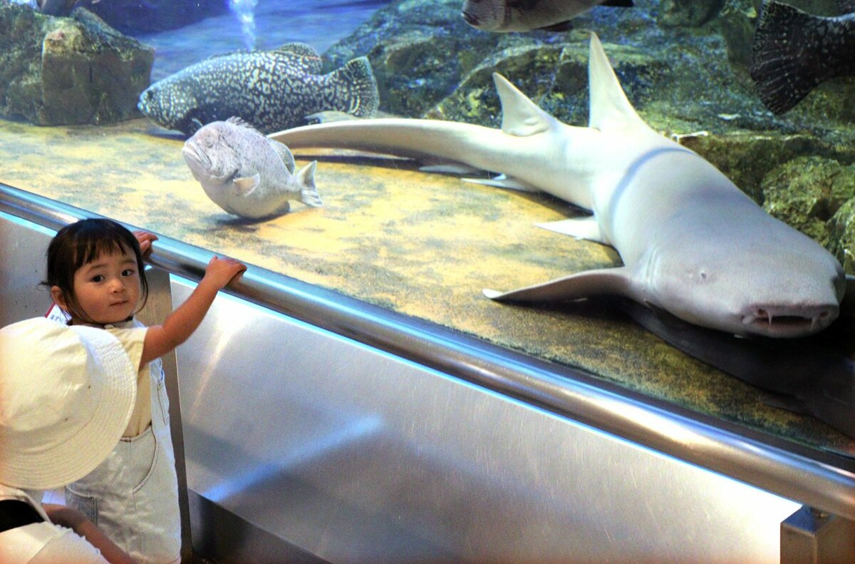 仲間入りの大型サメ「チャーミングな顔」で人気者に　京都・宮津の水族館