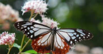 秋を連れてくる“渡り蝶”「アサギマダラ」が六甲高山植物園に飛来！