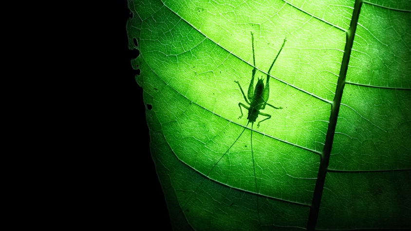 昆虫食への「抵抗感」は、3Dプリンタ技術で克服せよ！