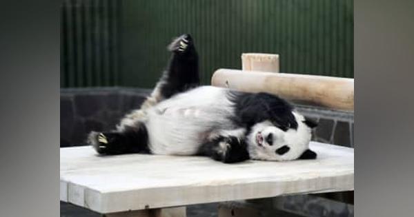 神戸のパンダ、27歳に　中国返還延期の雌タンタン