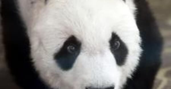 タンタン27歳の誕生日　お尻向けゴロゴロ、体調は安定　神戸・王子動物園のパンダ