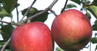寒暖差で甘みが強いのが特徴「飛騨りんご」収穫始まる　岐阜県高山市