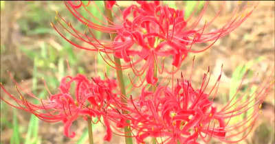 秋告げる真っ赤な花　45万本のヒガンバナ　咲き始める