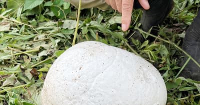 草むらに出現、謎の白い球体　巨大キノコ「オニフスベ」か　発見者「動物の頭蓋骨？」とびっくり　千葉・市原