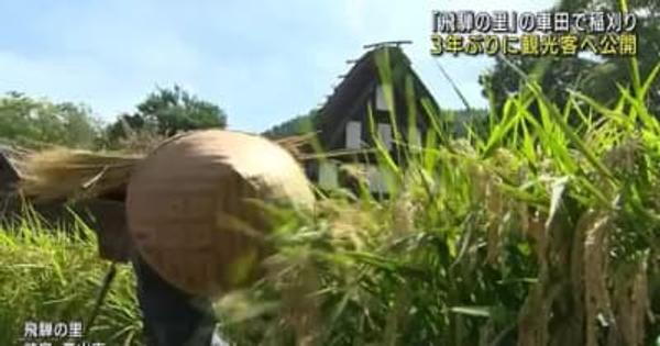 「飛騨の里」で3年ぶりに車田の稲刈りが観光客に公開　岐阜県高山市