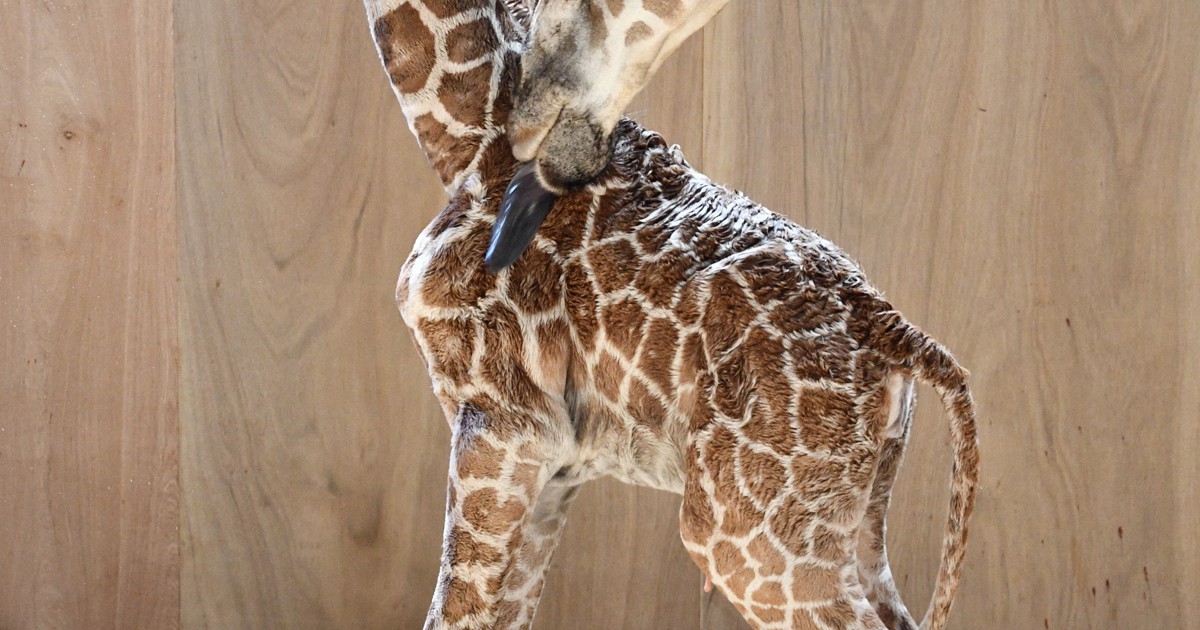 キリン赤ちゃん誕生　「お姉ちゃんの分も元気に」　神戸・王子動物園