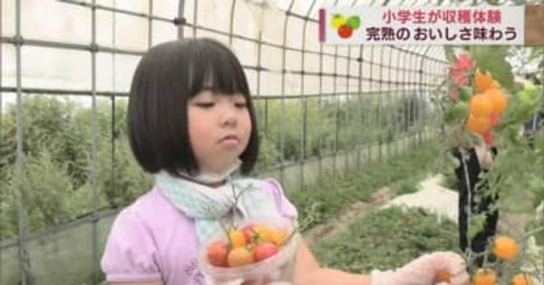 赤や黄色の完熟トマトを頬張って「甘い！」　小学生が収穫体験／青森・蓬田村