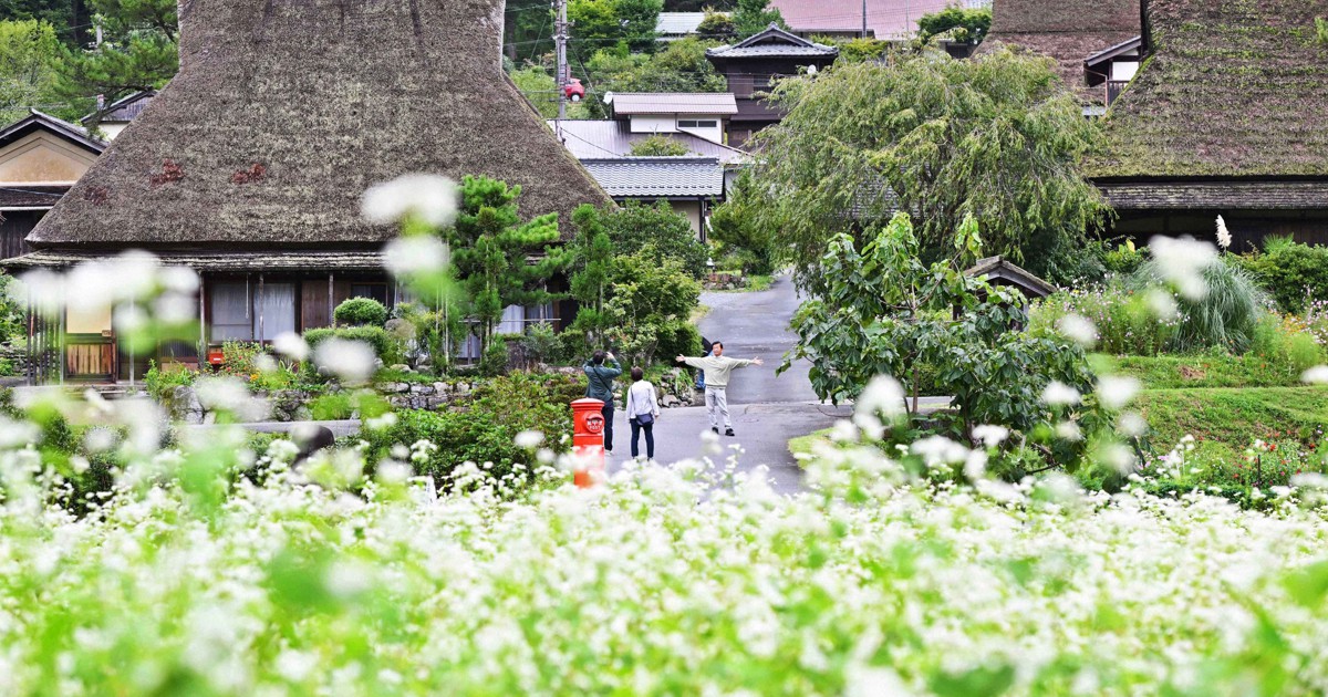 かやぶきの里に一面の白　京都・美山でソバの花見ごろ