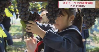 観光ぶどう園で園児たちがスチューベンを収穫／青森・鶴田町