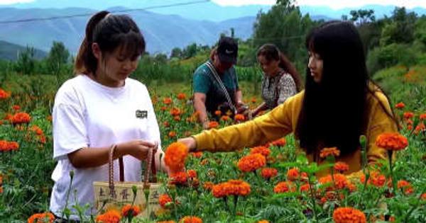 マリーゴールドが収穫期に、喜びの歌声響く　雲南省弥渡県
