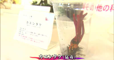 仙台で「きのこ展」　食用キノコや毒キノコなど２００種を展示