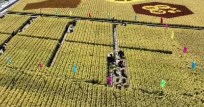 収穫を祝う稲刈り競争　黒竜江省虎林市