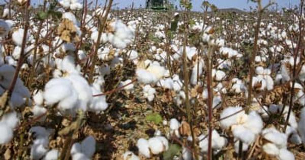 綿花が収穫期迎える　新疆ウイグル自治区