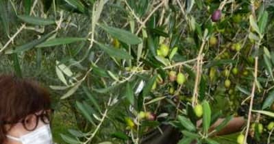 新たな〝推し〟はオリーブ　鹿児島・日置で収穫祭　搾りたてオイルは「香りふわっと、フレッシュなおいしさ」