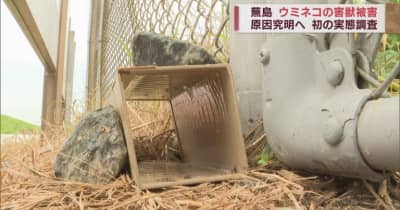 八戸市・蕪島のウミネコ害獣被害　原因はネズミの生息を起源とした食物連鎖か　究明へ初の実態調査