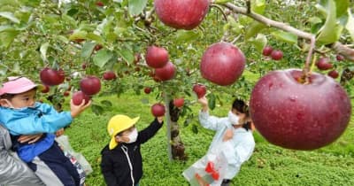 紅の実り、輝く瞳　花巻・園児がリンゴ収穫