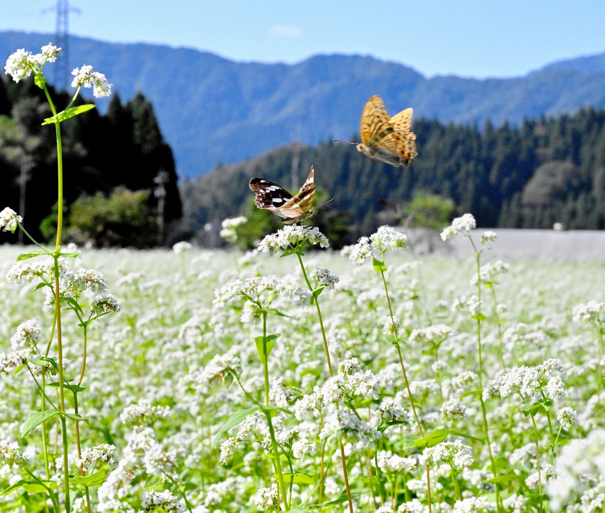 里山に白い花園、チョウが舞いハチは蜜集め　福井県で香り高きソバの花満開