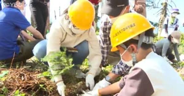 蔵王の樹氷再生へ　児童たちがアオモリトドマツ移植