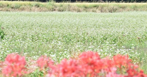 白いじゅうたん、秋を演出　大分・豊後高田でソバの花見ごろ