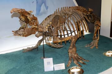化石は絶滅の哺乳類、岐阜　1650万年前の地層