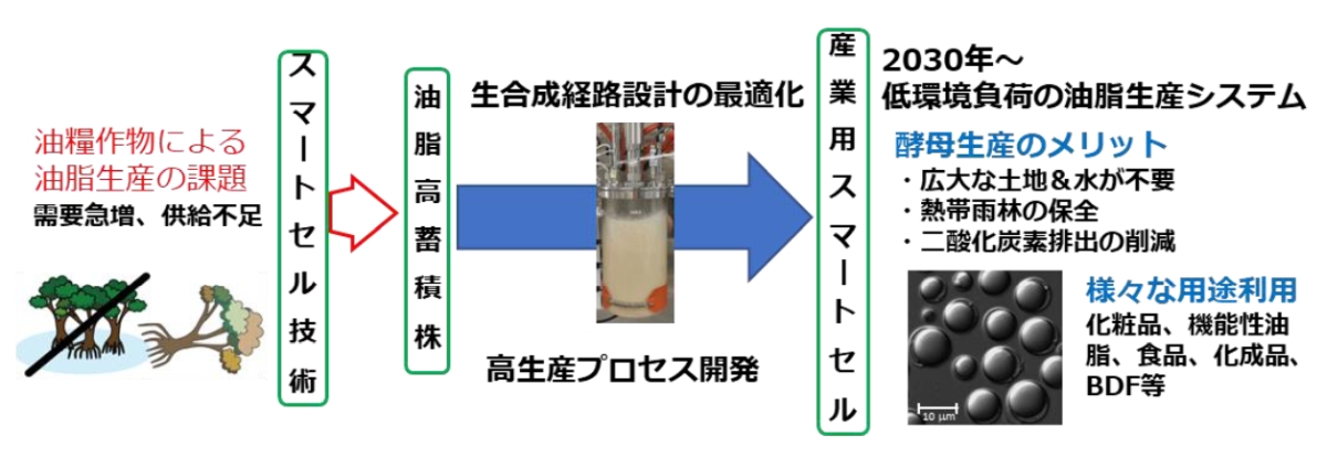 発酵槽で作るパーム油代替油脂、実用化に向け世界トップレベルの生産量を実現