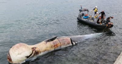 別府湾岸にクジラ漂着　体長15メートル、死後1週間か【大分県】