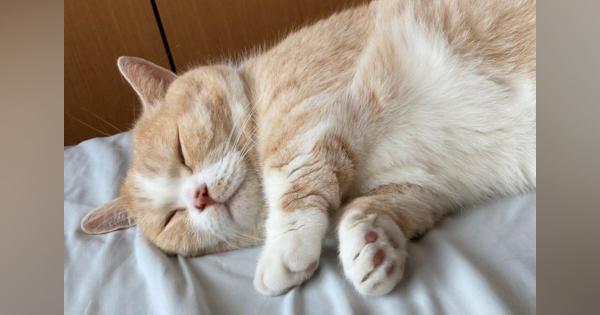 Twitterで話題の眠る猫