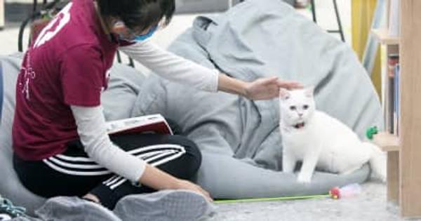 ネコと触れ合える書店で読書　北京市
