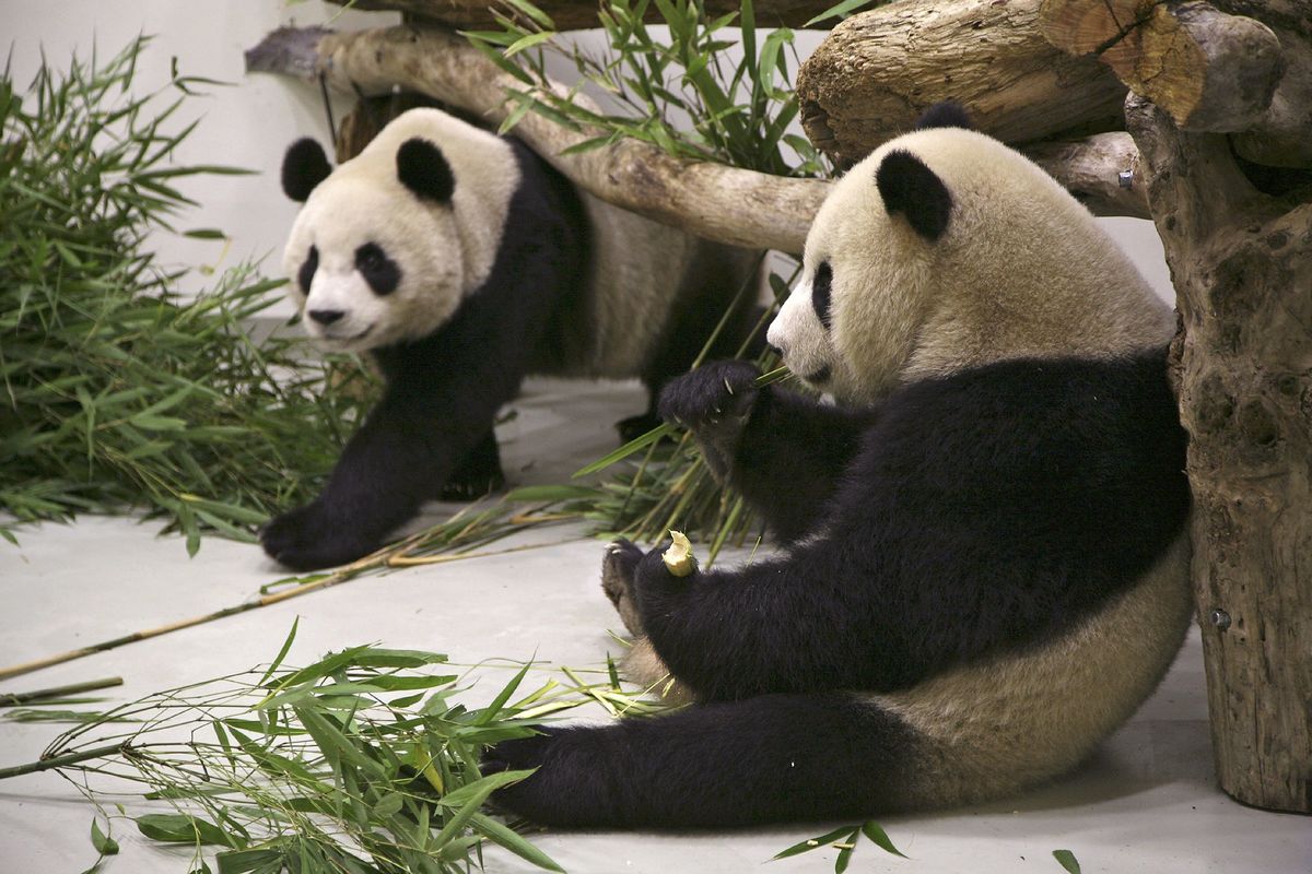 台北動物園のパンダが重体、でも蔡英文総統が中国への支援要請をためらう理由　東アジア「深層取材ノート」（第157回）