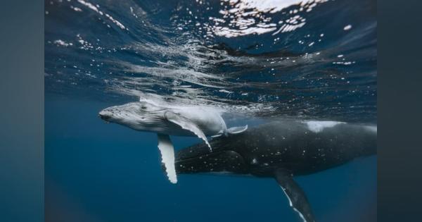 全身真っ白のザトウクジラがコスタリカで撮影される