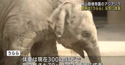 アジアゾウの赤ちゃん　愛称は「うらら」　元気に育ち体重は300キロに　名古屋・東山動植物園