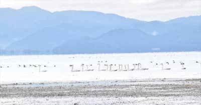 ＜速報＞福島・猪苗代湖に「冬の使者」ハクチョウ　今季初飛来　昨年より2日遅く