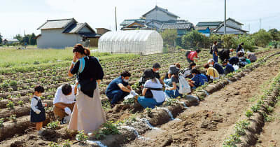 目指せ「IMO―1グランプリ」　人気のサツマイモ堀り開催中　長ネギやサトイモも　加須・むさしの村