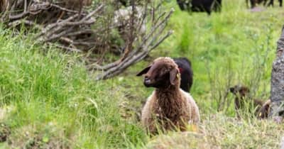 アルプス高山植物を守る、特別な羊